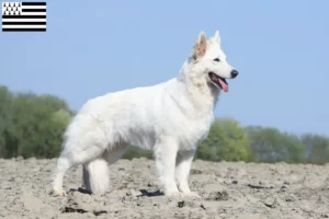 Mehr über den Artikel erfahren Weißer Schweizer Schäferhund Züchter und Welpen in der Bretagne