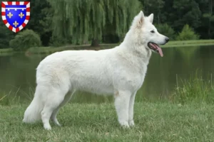 Mehr über den Artikel erfahren Weißer Schweizer Schäferhund Züchter und Welpen in Centre-Val de Loire