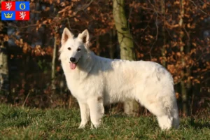 Mehr über den Artikel erfahren Weißer Schweizer Schäferhund Züchter und Welpen in Hradec Králové