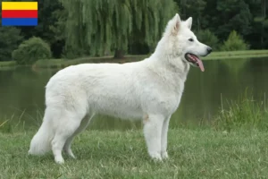 Mehr über den Artikel erfahren Weißer Schweizer Schäferhund Züchter und Welpen in Nordholland