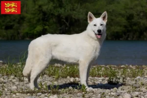 Mehr über den Artikel erfahren Weißer Schweizer Schäferhund Züchter und Welpen in der Normandie