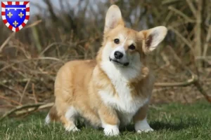 Mehr über den Artikel erfahren Welsh Corgi Züchter und Welpen in Centre-Val de Loire