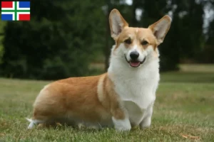 Mehr über den Artikel erfahren Welsh Corgi Züchter und Welpen in Groningen