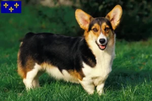 Mehr über den Artikel erfahren Welsh Corgi Züchter und Welpen in Île-de-France