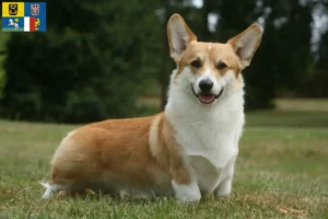 Mehr über den Artikel erfahren Welsh Corgi Züchter und Welpen in Mähren-Schlesien