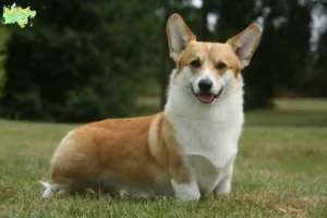 Mehr über den Artikel erfahren Welsh Corgi Züchter und Welpen in Midtjylland