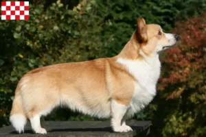 Mehr über den Artikel erfahren Welsh Corgi Züchter und Welpen in Nordbrabant