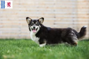 Mehr über den Artikel erfahren Welsh Corgi Züchter und Welpen in Nouvelle-Aquitaine