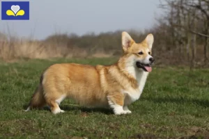 Mehr über den Artikel erfahren Welsh Corgi Züchter und Welpen in Region Brüssel-Hauptstadt