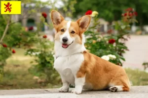 Mehr über den Artikel erfahren Welsh Corgi Züchter und Welpen in Südholland