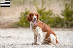 Mehr über den Artikel erfahren Welsh Springer Spaniel Züchter und Welpen in der Bretagne