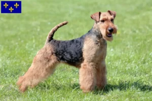 Mehr über den Artikel erfahren Welsh Terrier Züchter und Welpen in Île-de-France