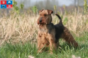 Mehr über den Artikel erfahren Welsh Terrier Züchter und Welpen in Karlsbad