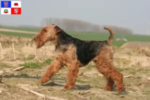 Mehr über den Artikel erfahren Welsh Terrier Züchter und Welpen in Vysočina