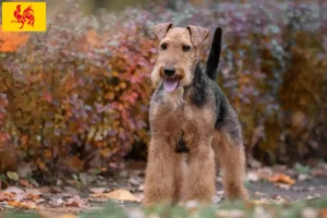 Mehr über den Artikel erfahren Welsh Terrier Züchter und Welpen in Wallonische Region