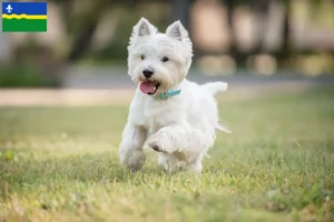 Mehr über den Artikel erfahren Westie Züchter und Welpen in Flevoland