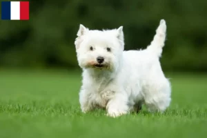 Mehr über den Artikel erfahren Westie Züchter und Welpen in Guadeloupe