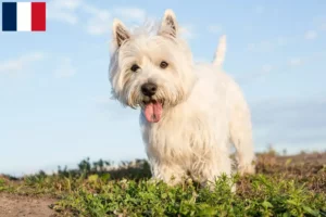 Mehr über den Artikel erfahren Westie Züchter und Welpen auf Réunion