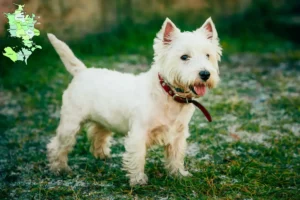 Mehr über den Artikel erfahren Westie Züchter und Welpen in Sjælland