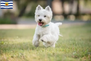 Mehr über den Artikel erfahren Westie Züchter und Welpen in Zeeland