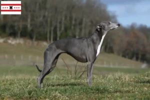 Mehr über den Artikel erfahren Whippet Züchter und Welpen in Drenthe