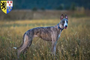 Mehr über den Artikel erfahren Whippet Züchter und Welpen in Hauts-de-France