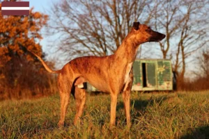 Mehr über den Artikel erfahren Whippet Züchter und Welpen in Lettland