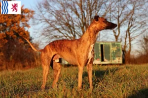 Mehr über den Artikel erfahren Whippet Züchter und Welpen in Nouvelle-Aquitaine