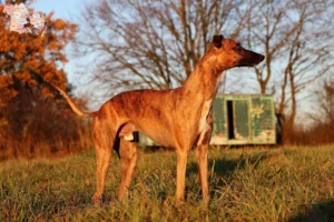 Mehr über den Artikel erfahren Whippet Züchter und Welpen in Syddanmark