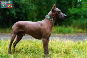 Mehr über den Artikel erfahren Xolo Züchter und Welpen in Bourgogne-Franche-Comté