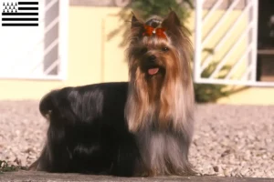 Mehr über den Artikel erfahren Yorkshire Terrier Züchter und Welpen in der Bretagne