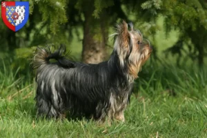 Mehr über den Artikel erfahren Yorkshire Terrier Züchter und Welpen in Pays de la Loire