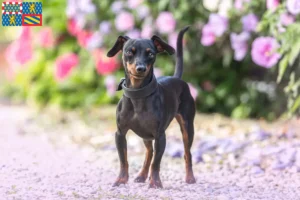 Mehr über den Artikel erfahren Zwergpinscher Züchter und Welpen in Bourgogne-Franche-Comté