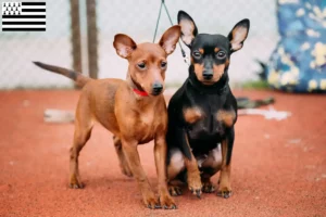 Mehr über den Artikel erfahren Zwergpinscher Züchter und Welpen in der Bretagne