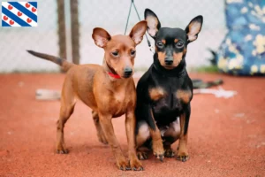 Mehr über den Artikel erfahren Zwergpinscher Züchter und Welpen in Friesland