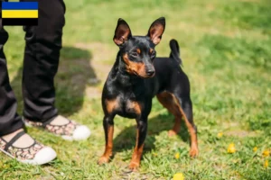 Mehr über den Artikel erfahren Zwergpinscher Züchter und Welpen in Gelderland