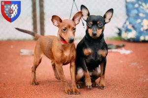 Mehr über den Artikel erfahren Zwergpinscher Züchter und Welpen in Pays de la Loire