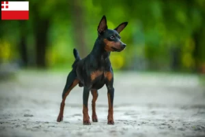 Mehr über den Artikel erfahren Zwergpinscher Züchter und Welpen in Utrecht