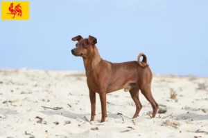 Mehr über den Artikel erfahren Zwergpinscher Züchter und Welpen in Wallonische Region