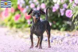 Mehr über den Artikel erfahren Zwergpinscher Züchter und Welpen in Zeeland