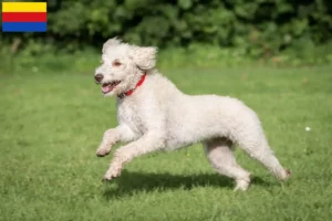 Mehr über den Artikel erfahren Australian Labradoodle Züchter und Welpen in Nordholland