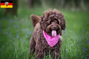 Mehr über den Artikel erfahren Australian Labradoodle Züchter und Welpen im Saarland