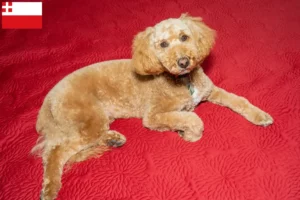 Mehr über den Artikel erfahren Australian Labradoodle Züchter und Welpen in Utrecht