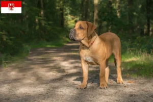 Mehr über den Artikel erfahren Boerboel Züchter und Welpen in Brandenburg