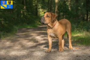 Mehr über den Artikel erfahren Boerboel Züchter und Welpen in Olmütz