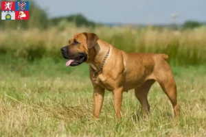 Mehr über den Artikel erfahren Boerboel Züchter und Welpen in Pardubice