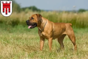 Mehr über den Artikel erfahren Boerboel Züchter und Welpen in Vorarlberg