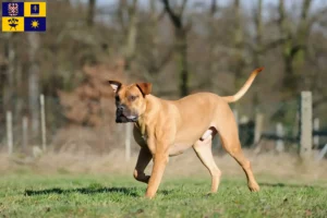 Mehr über den Artikel erfahren Boerboel Züchter und Welpen in Zlín