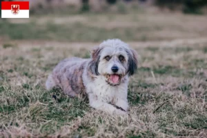 Mehr über den Artikel erfahren Bordoodle Züchter und Welpen in Brandenburg