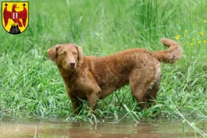 Mehr über den Artikel erfahren Chesapeake Bay Retriever Züchter und Welpen im Burgenland